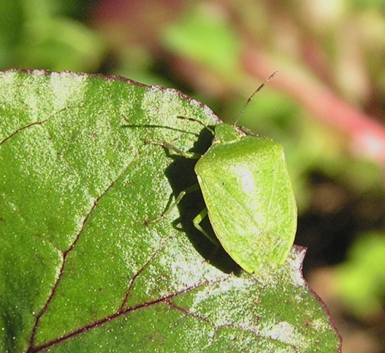 Nezara viridula